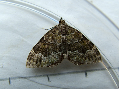 Beech Green Carpet
